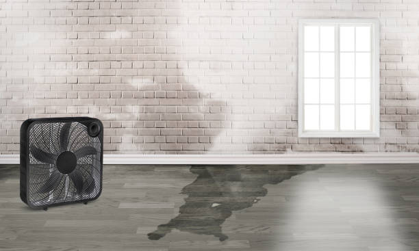 Best Water damage cleanup near me  in Vernon Center, NJ